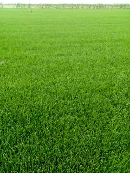 山東草坪 山東草坪價格 廠家 批發 欒城區芳芳草坪種植基地