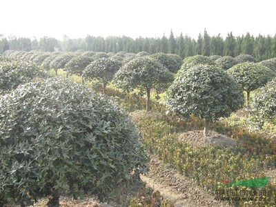 河南苗木花木園林苗圃場