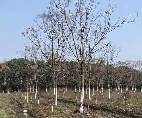 湖州苗木基地 紫玉蘭苗木基地 九江永榮園林 推薦商家